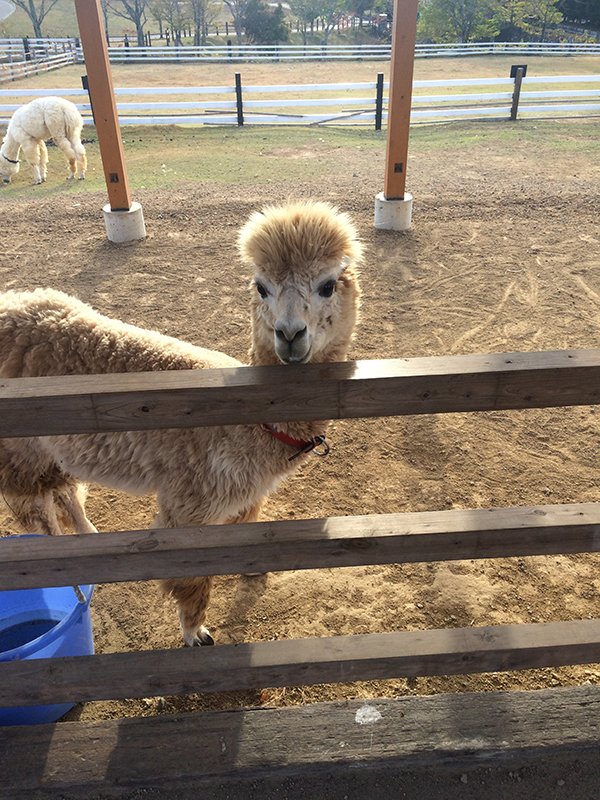 🏞️ 목가적인 마을(보카노사토)